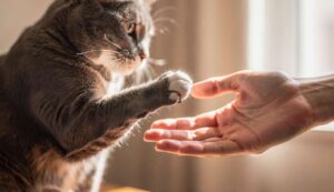 Kiedy kot podnosi łapę i dotyka Twojej dłoni: to nie jest zabawa – oto znaczenie