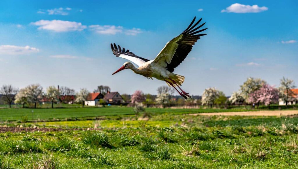 Bociany wracają do Polski: ornitolodzy z OTOP apelują o ochronę gniazd wiosną 2026