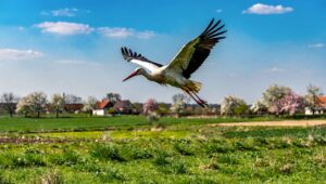 Bociany wracają do Polski: ornitolodzy z OTOP apelują o ochronę gniazd wiosną 2026