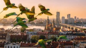 Papugi aleksandretty w Warszawie: PAN potwierdza wzrost populacji w 2026 roku