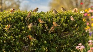 Zakaz przycinania żywopłotów od marca: jak chronić ptaki w sezonie lęgowym