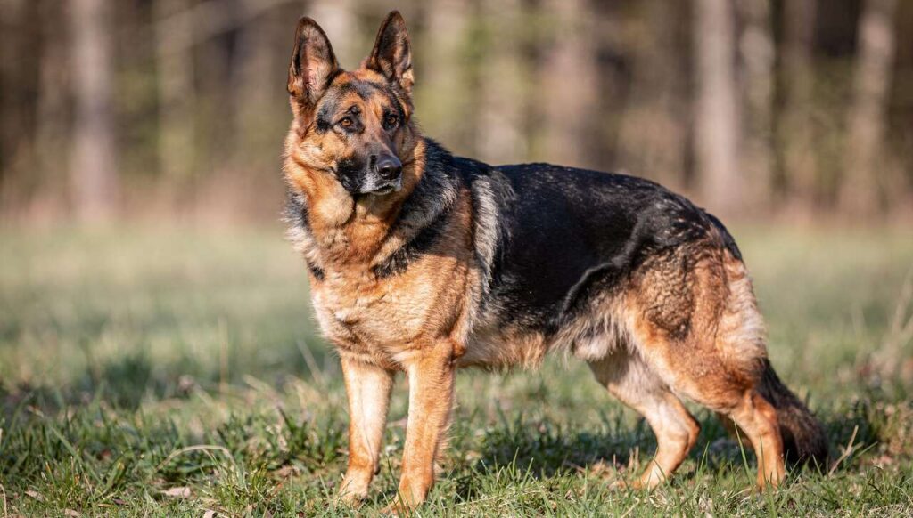 Owczarek niemiecki: 5 problemów zdrowotnych, o których hodowcy rzadko mówią